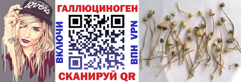 Псилоцибиновые грибы Psilocybe  Канск 